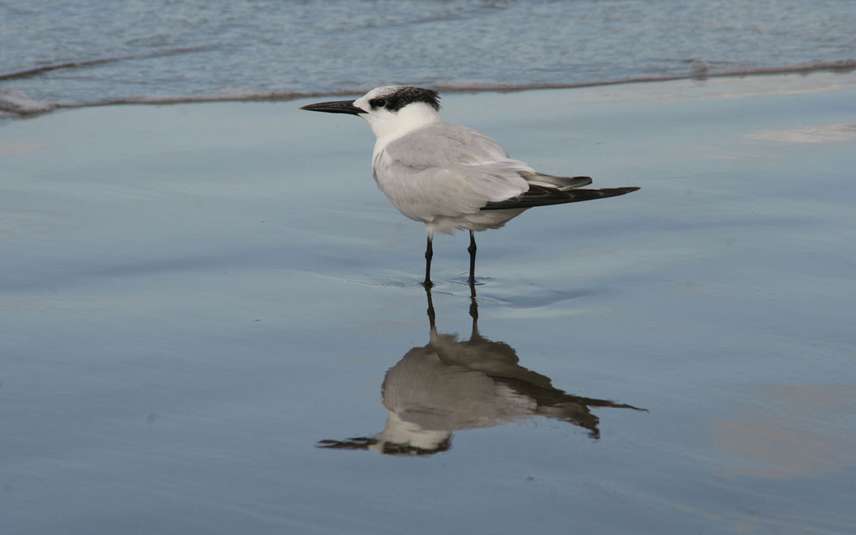 Bird Watcning