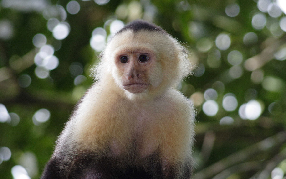 Dominical Osa Costa Rica