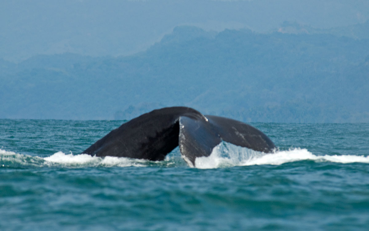 Dominical Osa Costa Rica