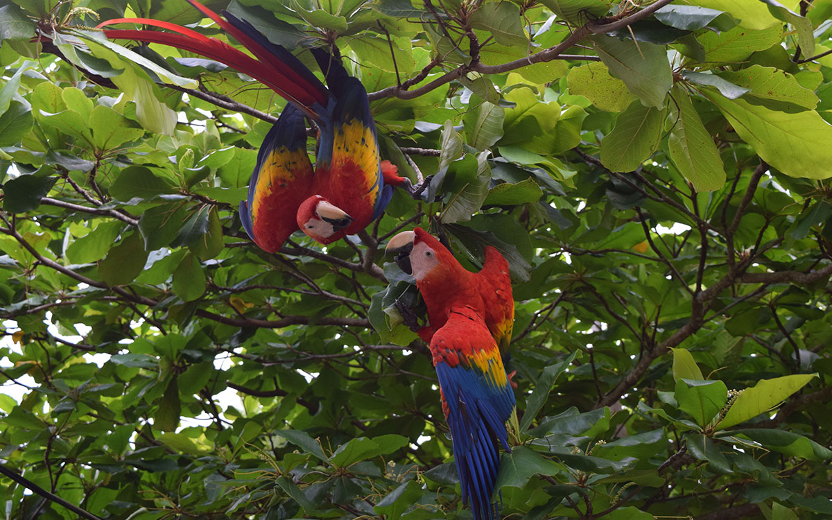 Corcovado National Park Osa Costa Rica