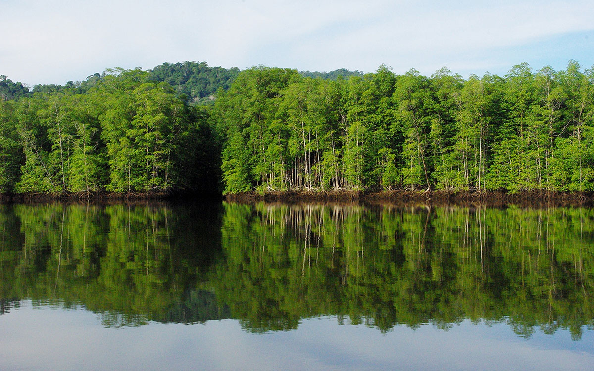 Terraba Sierpe Wetland, Osa Costa Rica