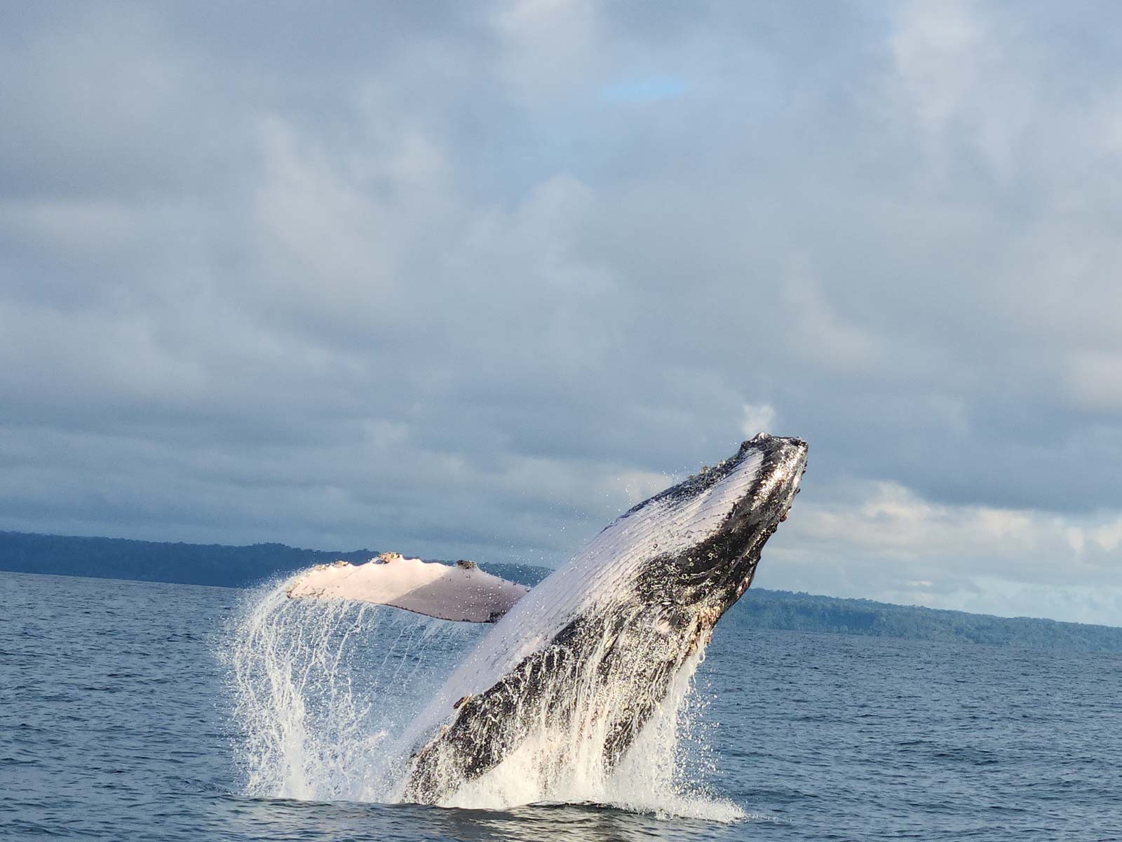 Ballena Tour, Agencia de Viajes, Bahía Ballena