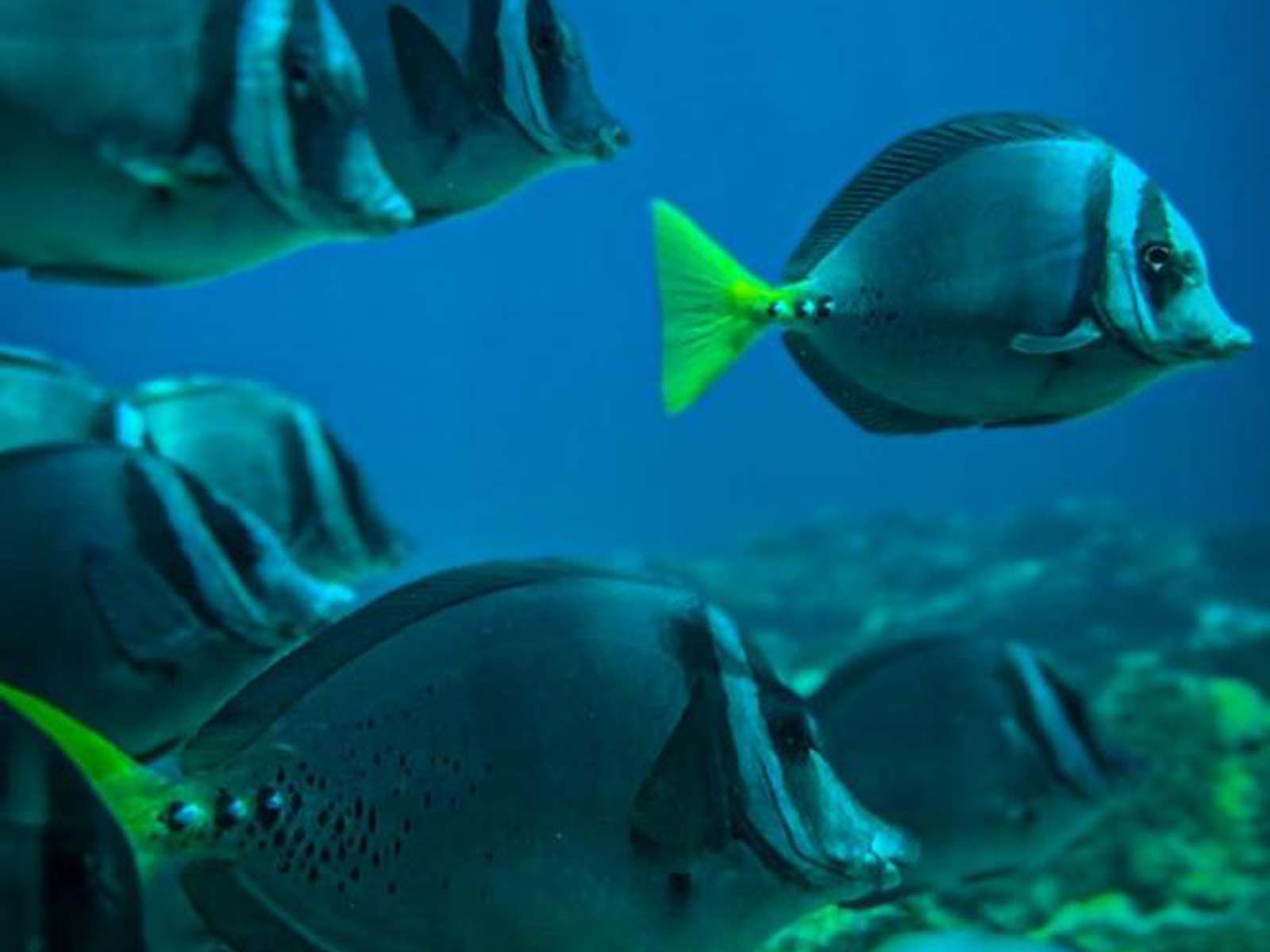 Ballena Tour, Agencia de Viajes, Bahía Ballena