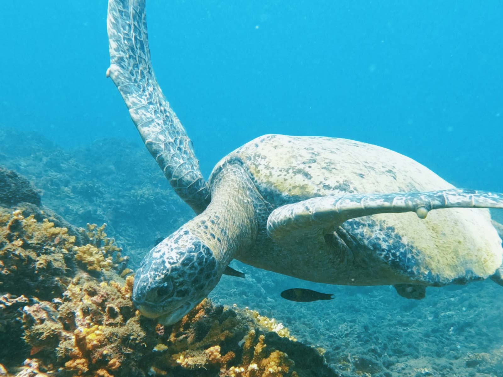 Ballena Tour, Agencia de Viajes, Bahía Ballena